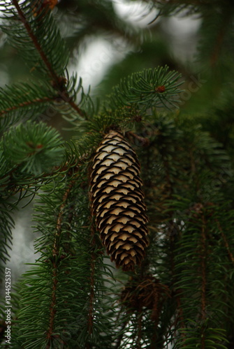 The fir cone close up.