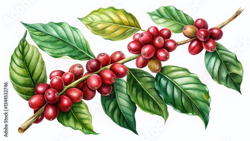 Watercolor Red Coffee Arabica Beans & Leaves Branch - Low Light Isolated Illustration