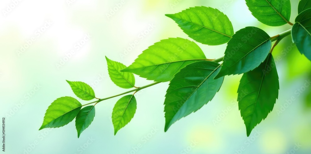 Leafy green foliage isolated on white background, neutral, botanical, leaves