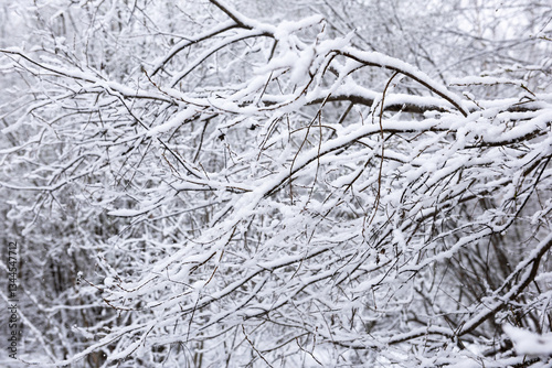 Snow that unexpectedly fell in May lies on the branches of trees photo
