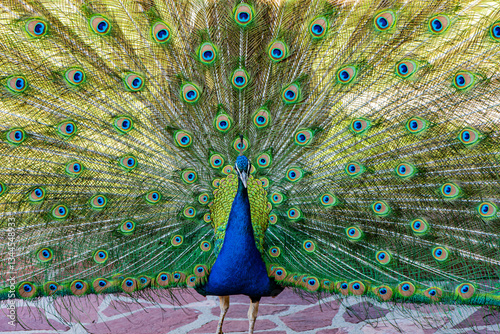 The photos show a peacock with its tail fully fanned out. Its plumage features vibrant blue and green shades, with the characteristic 