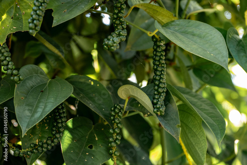 Foto a pepper plant on a farm in Sri lanka