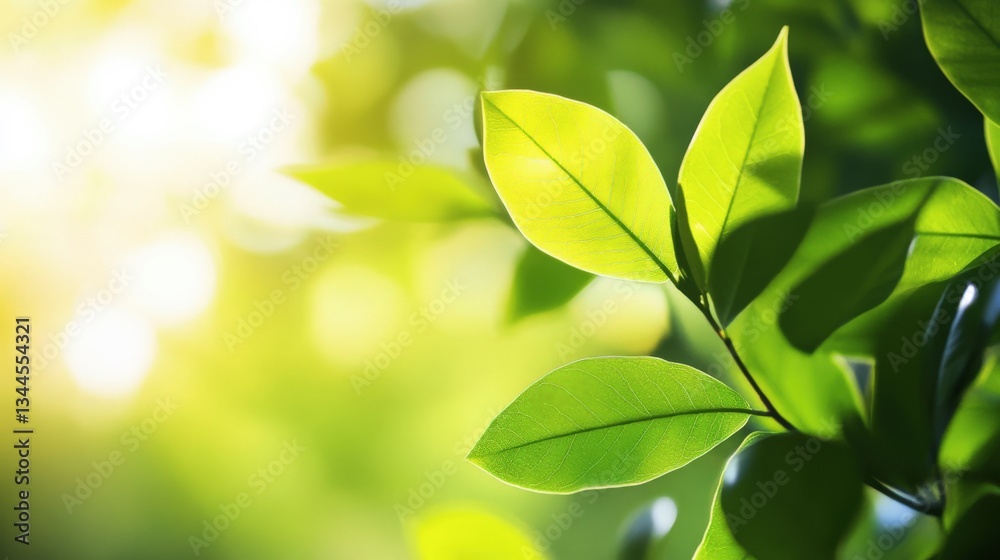 Green leaves illuminated by warm sunlight against a blurred natural background banner copy space Green leaves illuminated by warm sunlight against a blurred natural background banner copy space