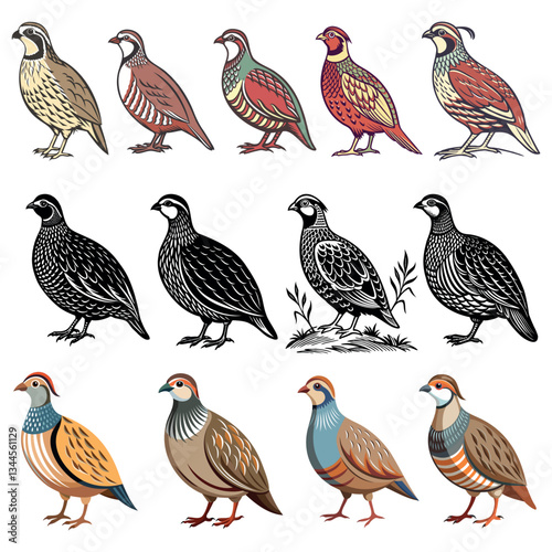 
set of vector colored birds partridges