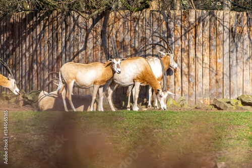 Scimitar-horned oryx (Oryx dammah) wild animals from the bovid family. a species of animal considered extinct in the wild. a protected mammal species. animals with long horns.