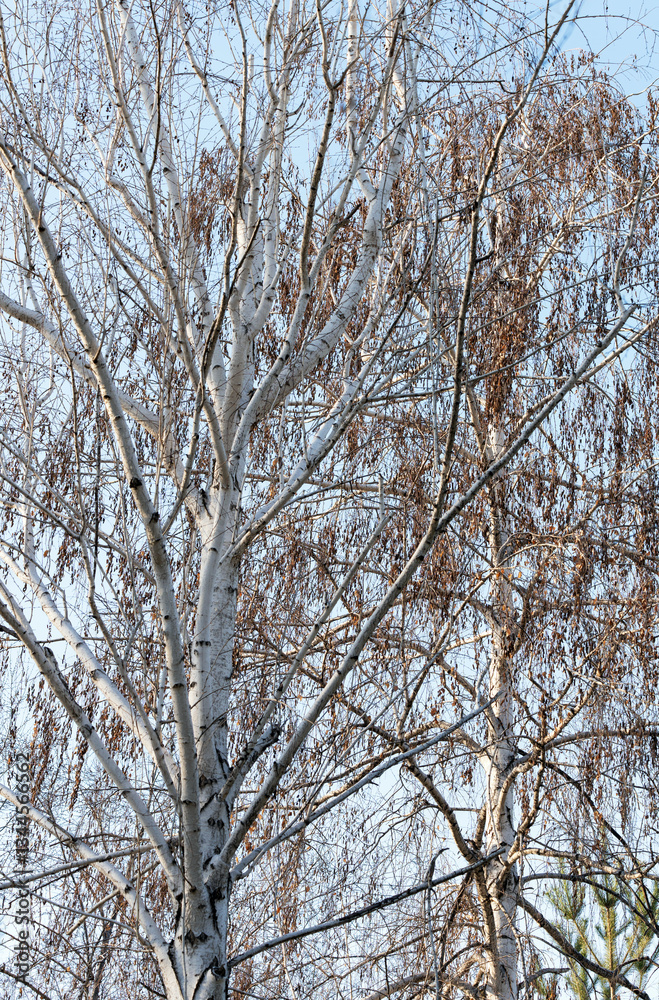 Two different birches in early spring, growing side by side against a blue sky. The left birch has bare branches, and the right birch has old, dry leaves. Two different birches in early spring, growing side by side against a blue sky. The left birch has bare branches, and the right birch has old, dry leaves.