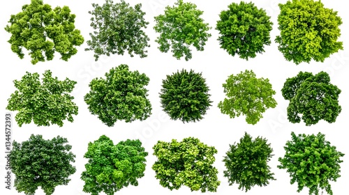 Tree tops collection. Background plain. Use graphic