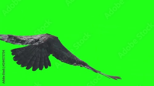 Eagle flying glide and flap green screen pack or eagle all activity with green back ground for your project.  Flying eagle green screen pack  Bald Eagle - Flying Transition