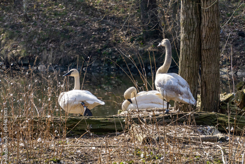 Trumpeter swan (Cygnus buccinator) – a species of large bird in the goose subfamily (Anserinae) in the duck family (Anatidae). swans sitting in bushes. wildlife.