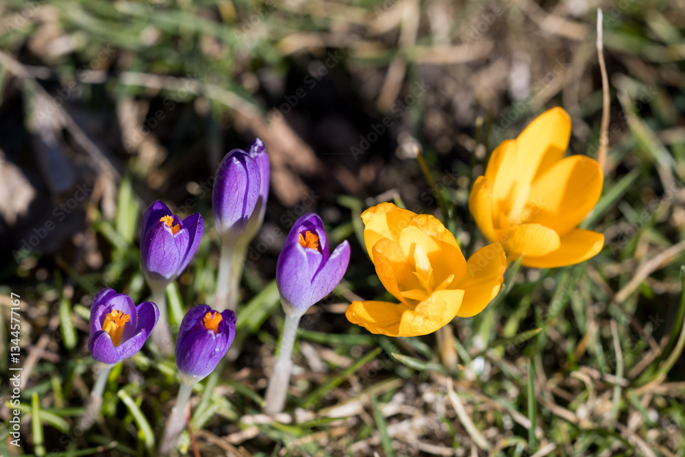 Crocuses from my garden - Poland. Crocuses from my garden - Poland.
