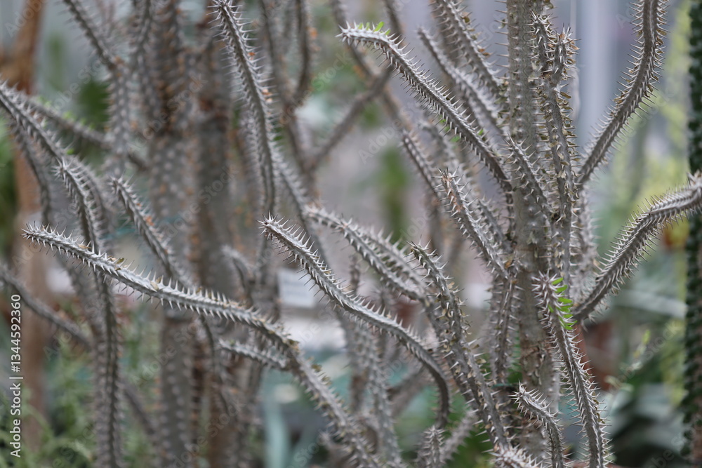 Fototapeta premium A close-up shot of a cactus plant in a garden, suitable for use in botanical or nature-themed designs.