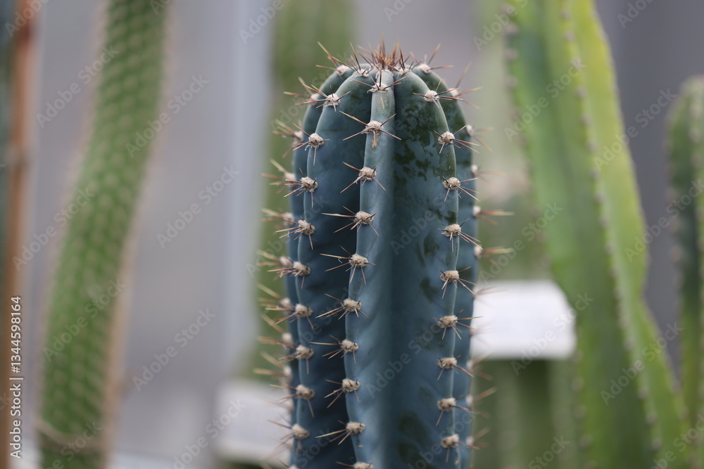 Naklejka premium A detailed view of a cactus plant showing its sharp spikes, great for illustrations or decorative use.