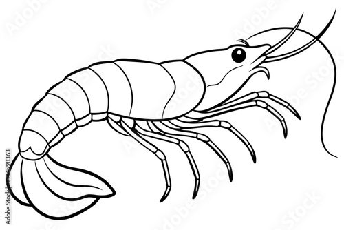 shrimp line art silhouette vector illustration