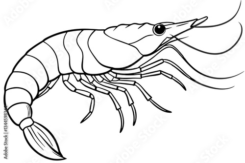 shrimp line art silhouette vector illustration