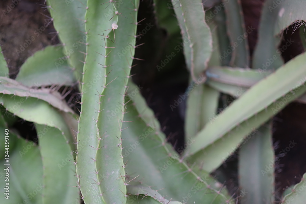 Obraz premium Close-up view of a cactus with multiple leaves and stems, highlighting its unique texture and shape.