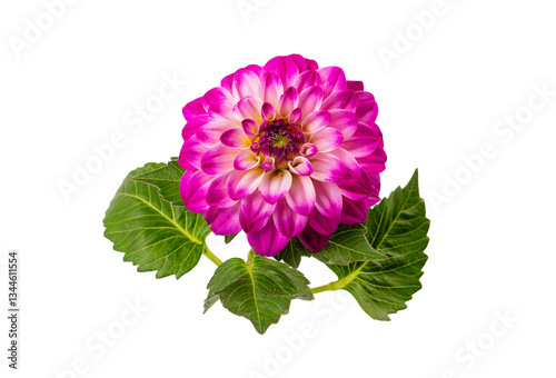 Dahlia flower isolated on w...