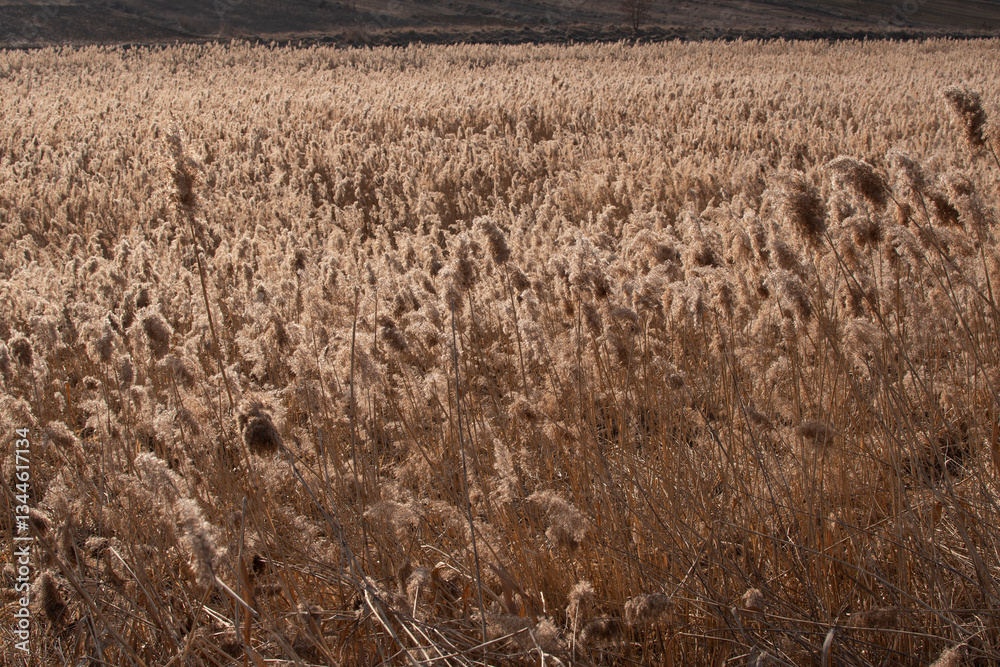 Dry common bulrush reeds at sunny day Dry common bulrush reeds at sunny day