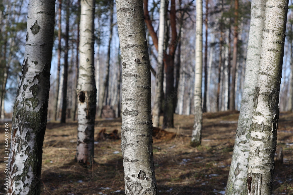 Obraz premium Group of trees standing together in a wooded area.