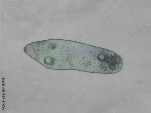 Εκτύπωση καμβά Microscopic of paramecium and amoeba