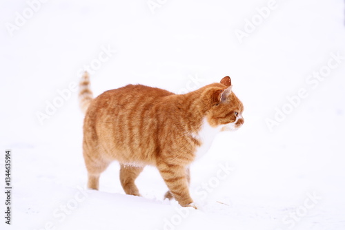 A domestic orange and white cat steps out into a snowy landscape, enjoying the winter weather.