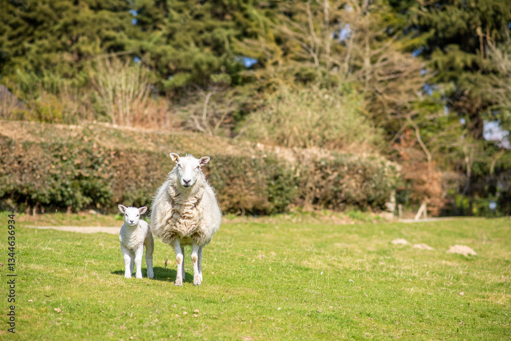 Fototapeta premium sheep and lamb in the field