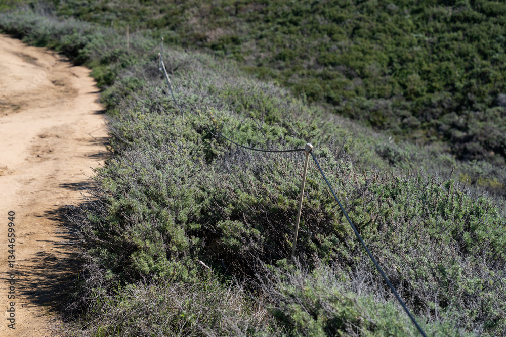 This image depicts a dirt path running alongside a dense patch of wild vegetation, separated by a simple wire fence. The scene captures the contrast between the open trail and the untamed vegetation. This image depicts a dirt path running alongside a dense patch of wild vegetation, separated by a simple wire fence. The scene captures the contrast between the open trail and the untamed vegetation.