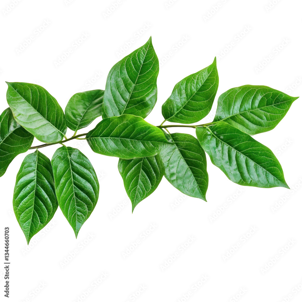 Fototapeta premium green leaves on white background