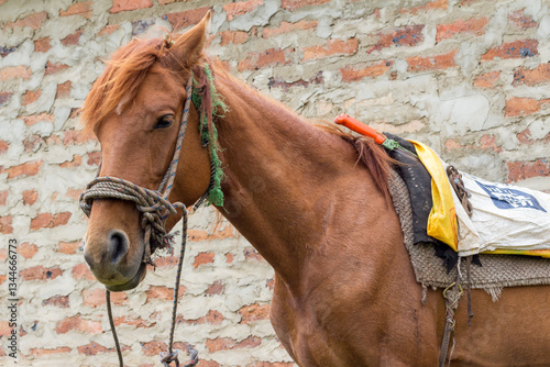 Choconta, Colombia : Horse next to an old stone wall and harnessed with a rope and a saddle made of an old fabric and a plastic bag. Choconta, Cundinamarca, Colombia.