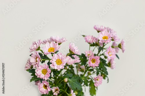 Chrysanthemums. A flowering plant. Pink delicate flowers on a light background.