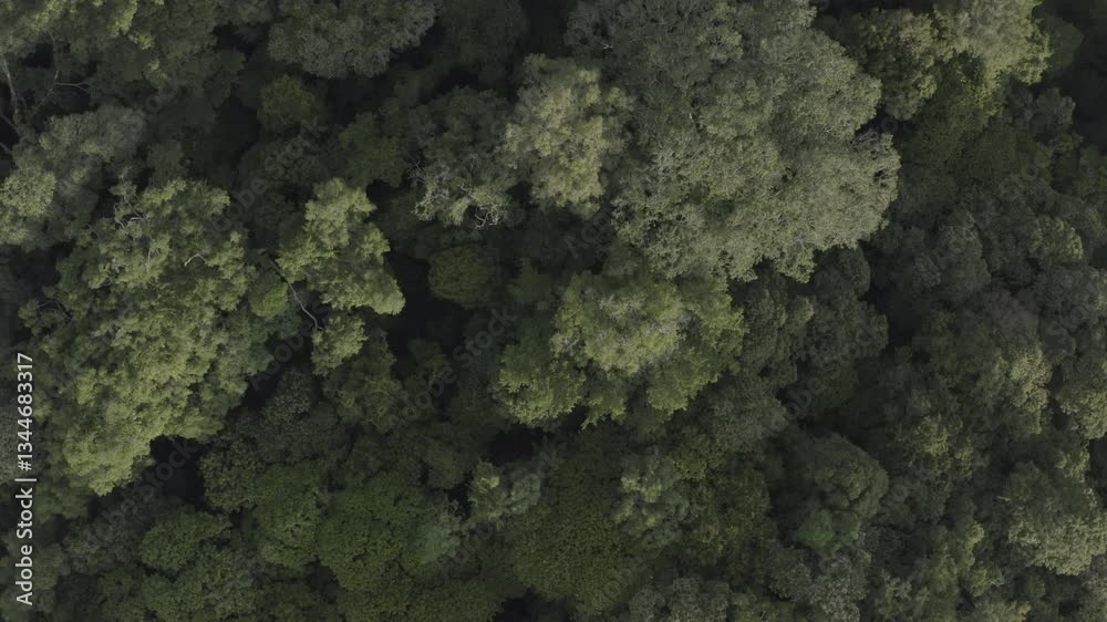 forest from top forest from top