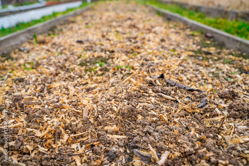 Chicken droppings with sawdust on a vegetable garden bed close-up. Fertilizing the soil with bird droppings