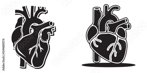 Bold Anatomical Heart Strength & Vitality in Contrast