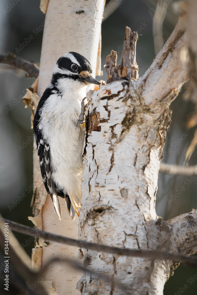 Fototapeta premium A hairy woodpecker perched on a tree.