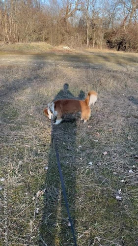 A dog on a leash exploring a grassy field under the sunlight. The dog's shadow and the owner's silhouette stretch across the dry grass. A peaceful outdoor moment in nature