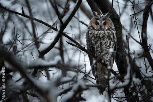 A long-eared owl perched deep in a snowy forest.