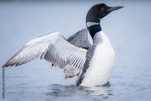 A loon rises out of the water to stretch its wings.
