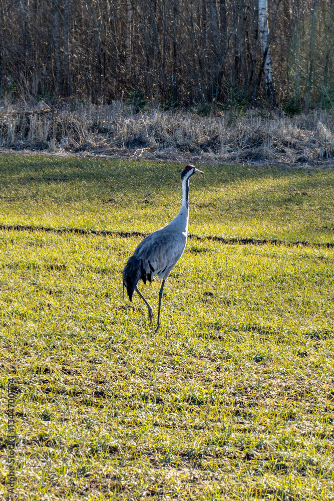Fototapeta premium Lonely Grey Crane in a Rural Meadow