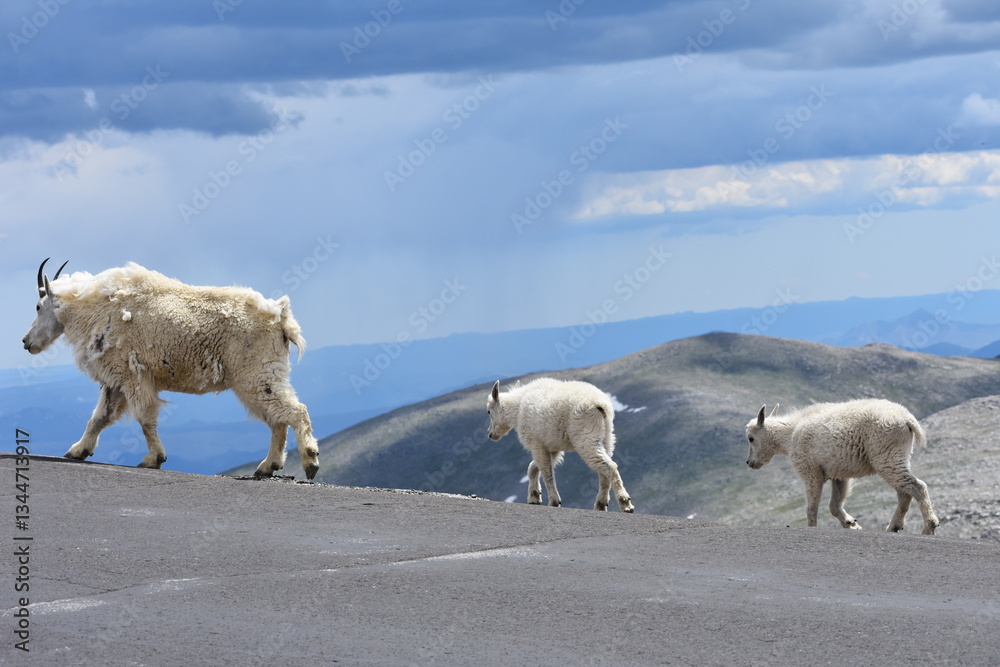 Naklejka premium a mountain goat and her kids mt. evans colorado