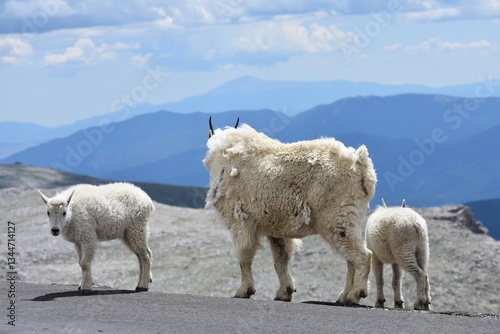 mountain goat and kids with mountains in distance