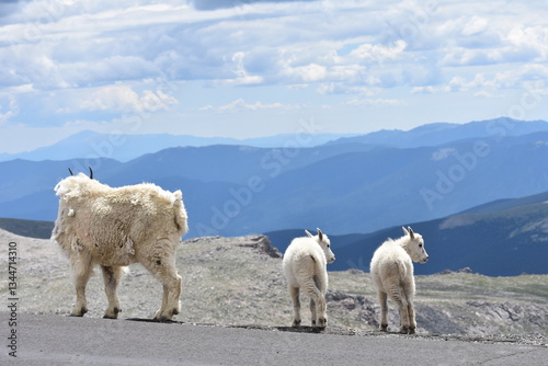 mountain goat and kids with mountains in distance