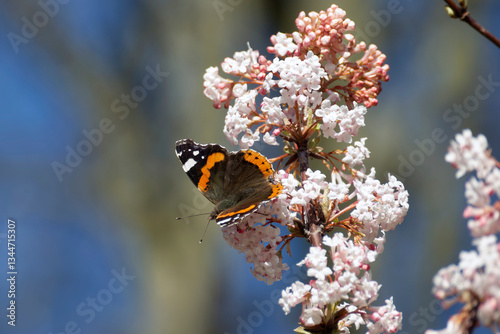 Tableau sur toile Red admiral butterfly (Vanessa Atalanta) perched on a white flower in Zurich, Sw
