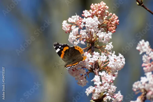 Fototapeta Red admiral butterfly (Vanessa Atalanta) perched on a white flower in Zurich, Switzerland