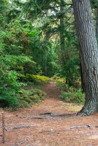 Path in the woods, Northern Michigan
