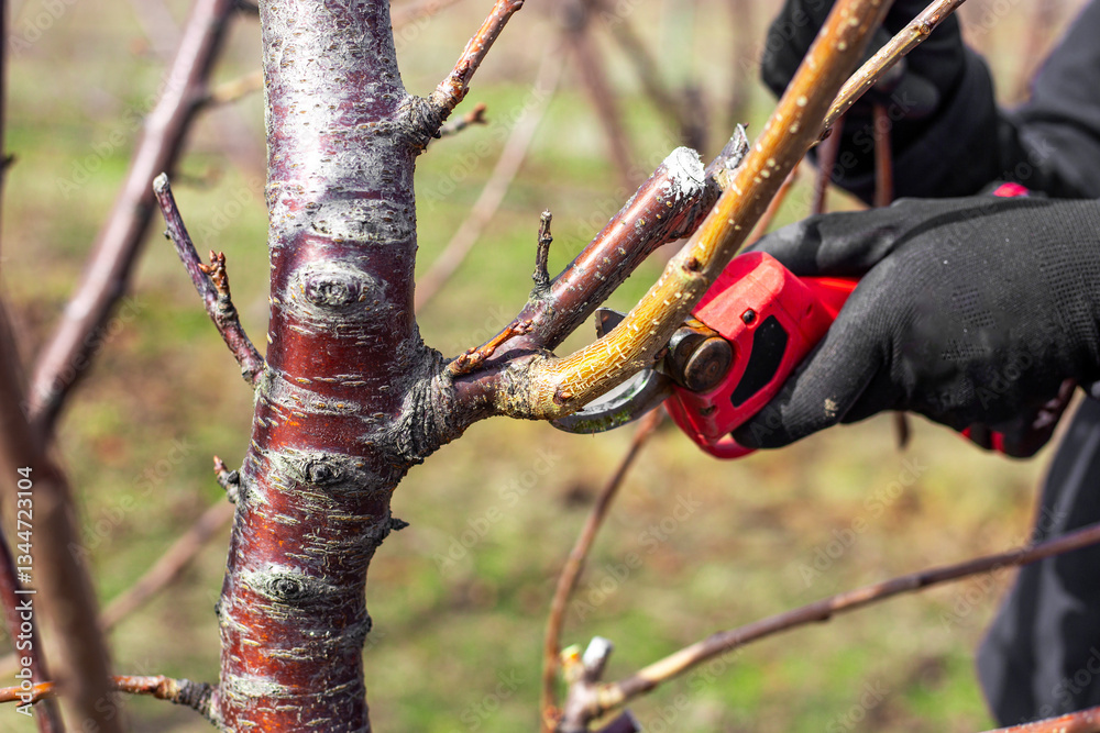 A gardener trims the branches of a fruit tree with electric pruning shears. Tree shaping in the garden in spring A gardener trims the branches of a fruit tree with electric pruning shears. Tree shaping in the garden in spring