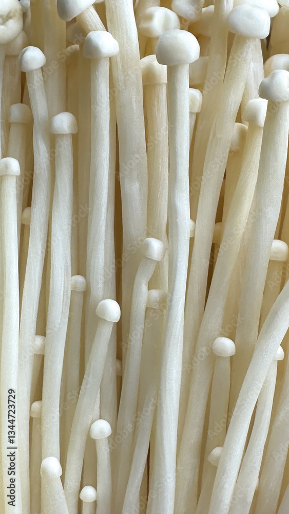 Close-up of enoki mushrooms forming a seamless organic texture. The delicate white stems and caps create a soft, minimalist background for food and nature-themed visuals. Close-up of enoki mushrooms forming a seamless organic texture. The delicate white stems and caps create a soft, minimalist background for food and nature-themed visuals.