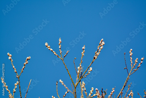 pussy willow branch against the blue screen.