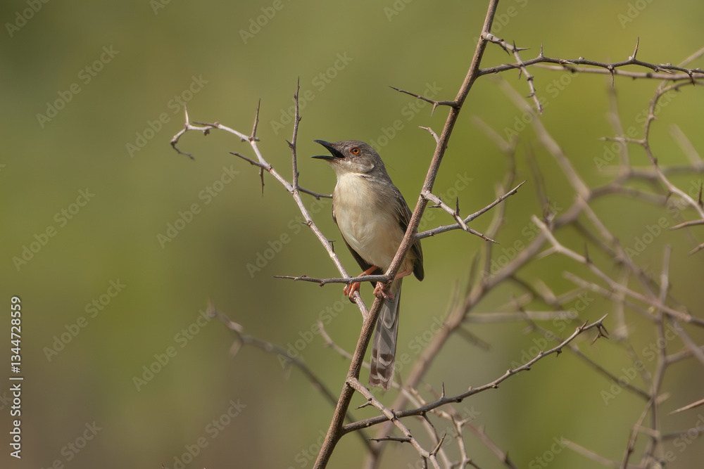 Fototapeta premium Jungle prinia - Prinia sylvatica perched and singing at green background. Photo from Nilaveli in Sri Lanka.