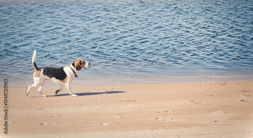 Energetic Beagle Walking Along the Sandy Shoreline, Leaving Paw Prints on the Beach as Gentle Waves Lap Against the Coast Under the Warm Sun