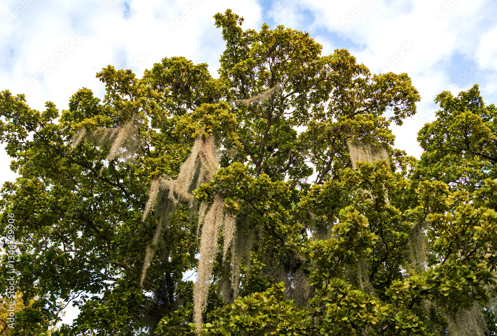 Fototapeta premium Spanish moss tree. Tree plant with hanging blooming moss. Tropical outdoor scene with Spanish moss tree. Exotic nature. Tree of Spanish moss