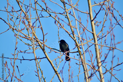Black bird on a branch